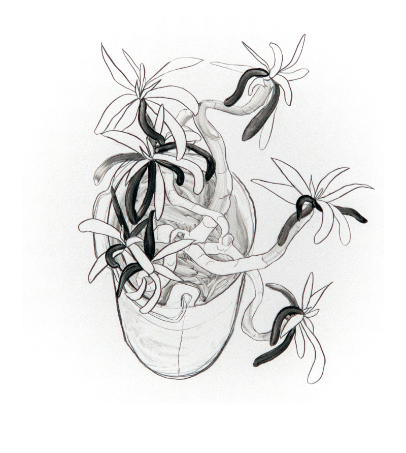 Succulent II by Sara Sanders
