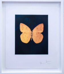 Prosperity by Damien Hirst at Dovehouse Contemporary