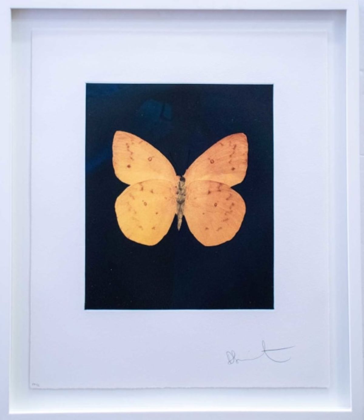 Prosperity by Damien Hirst