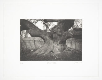 Tree VIII by Philip Van Keuren at Manneken Press (IFPDA)