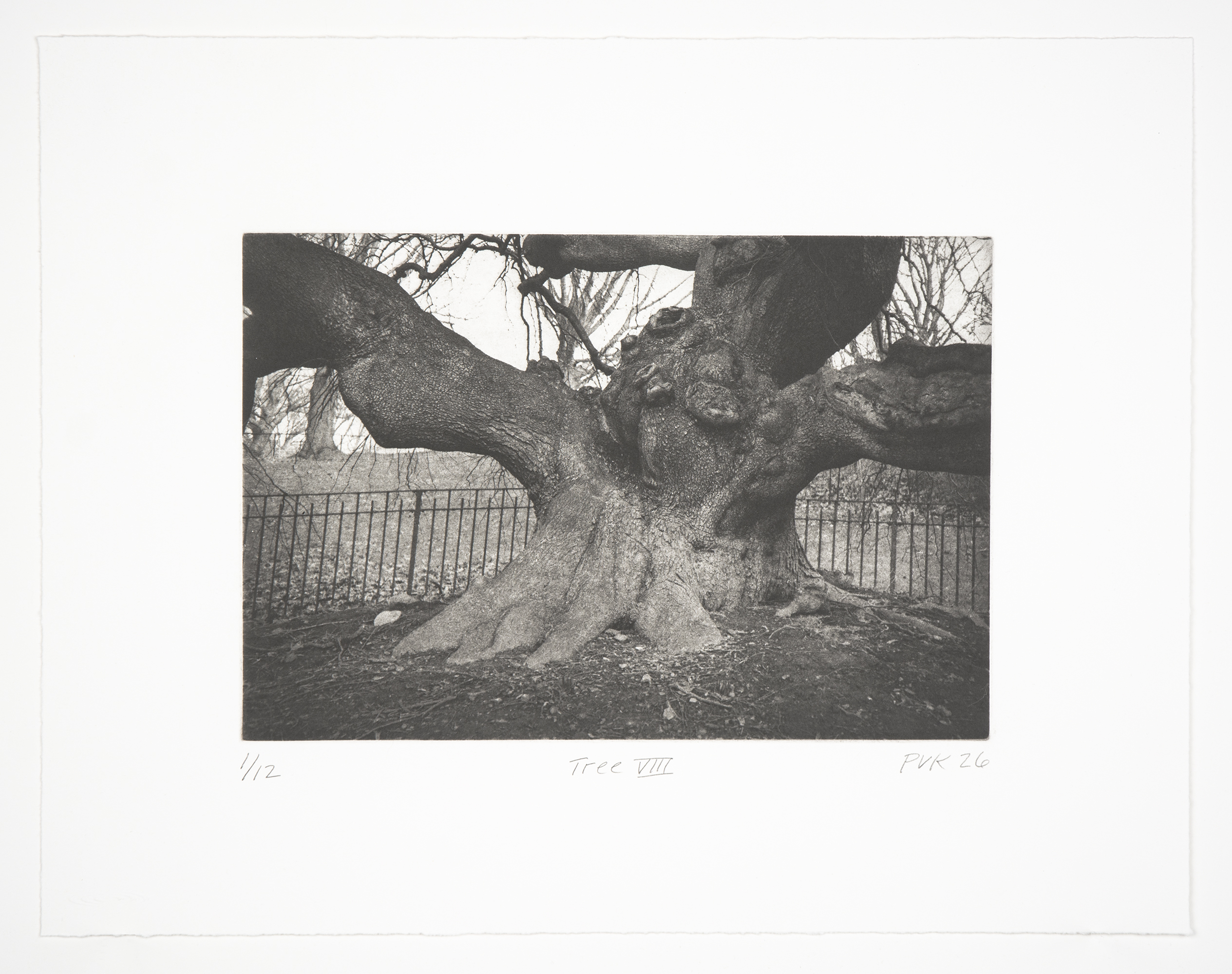 Tree VIII by Philip Van Keuren