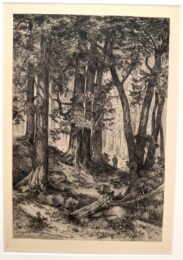 A California Forest by Mary Nimmo Moran at Chicago Fine Prints