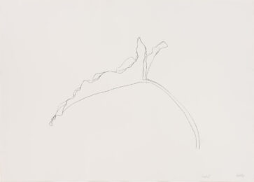 Leaf xi by Ellsworth Kelly at Susan Sheehan Gallery