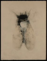 Cicada by Nancy Randall at Vermillion Editions