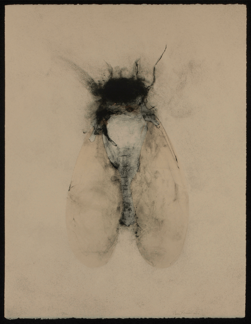 Cicada by Nancy Randall