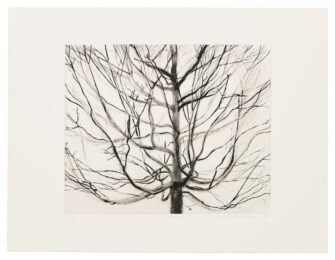 The Maple Tree by Sylvia Plimack Mangold at Krakow Witkin Gallery