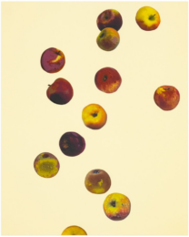 Waxing Star by Anya Gallaccio at Counter Editions