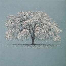 cherry blossoms by Tokuro Sakamoto at KIDO Press