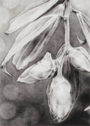Cavendishia Pubescens by Joanna Webster at Oehme Graphics