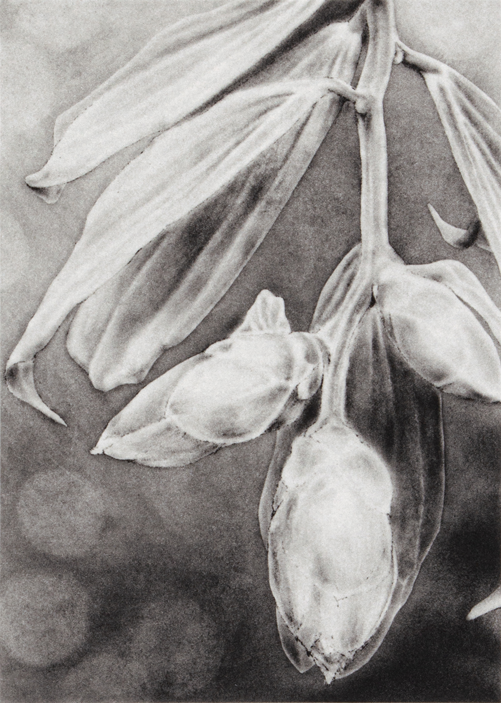 Cavendishia Pubescens by Joanna Webster