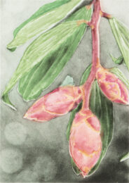 Cavendishia Pubescens by Joanna Webster at Oehme Graphics