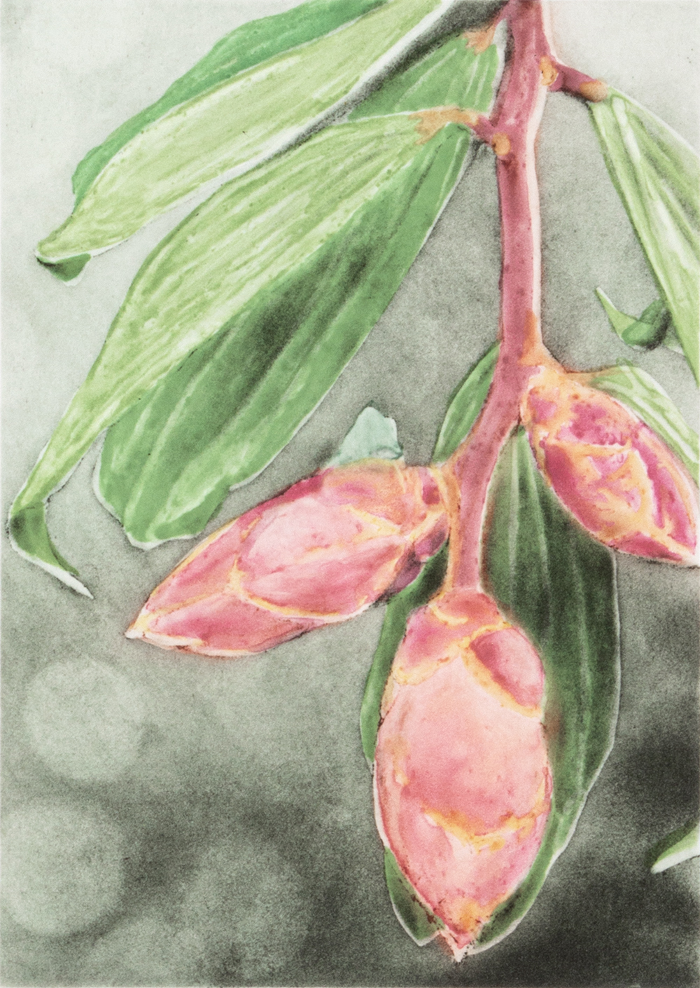 Cavendishia Pubescens by Joanna Webster