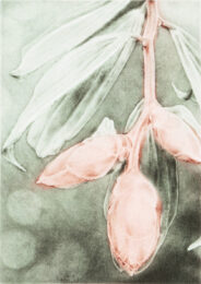 Cavendishia Pubescens by Joanna Webster at Oehme Graphics