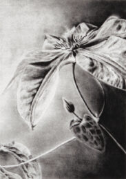 Clematis by Joanna Webster at Oehme Graphics