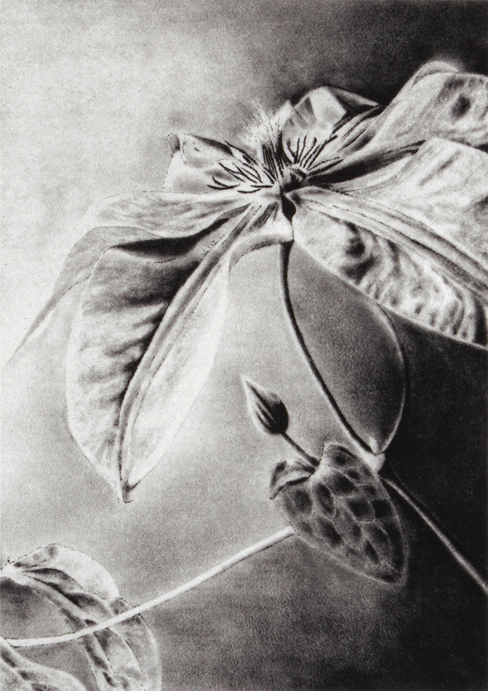 Clematis by Joanna Webster