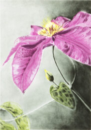 Clematis by Joanna Webster at Oehme Graphics