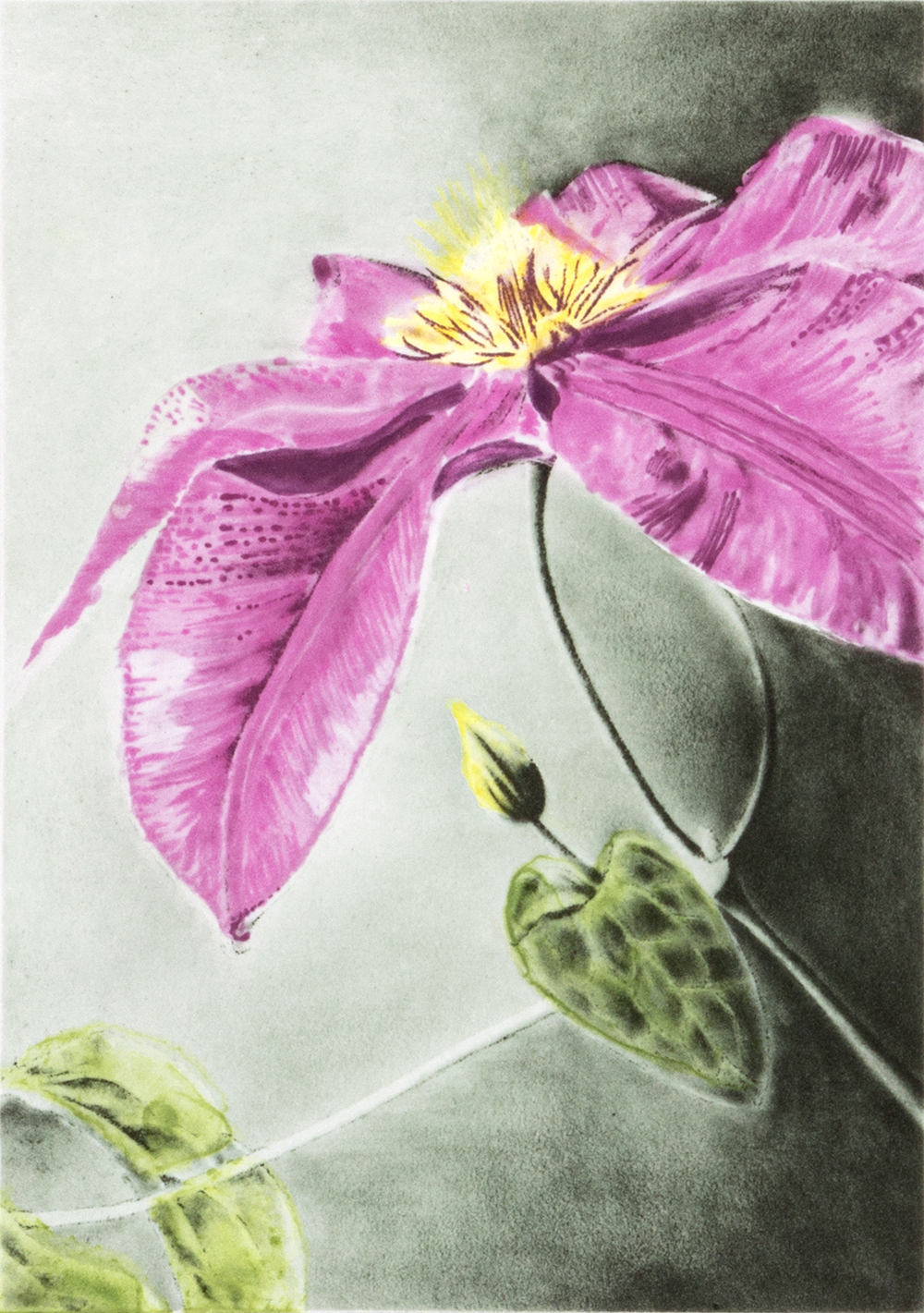 Clematis by Joanna Webster