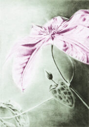 Clematis by Joanna Webster at Oehme Graphics