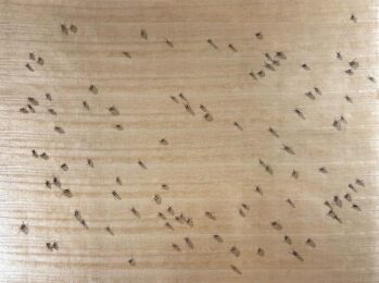 Cockroaches from the Insects Portfolio by Ed Ruscha at Hamilton-Selway Fine Art