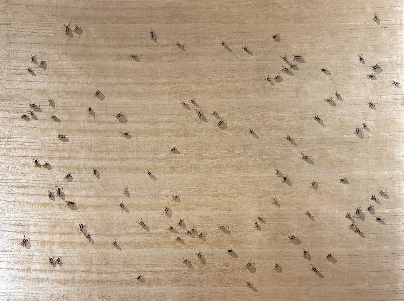 Cockroaches from the Insects Portfolio by Ed Ruscha