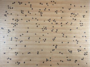 Flies from the Insects Portfolio by Ed Ruscha at Hamilton-Selway Fine Art