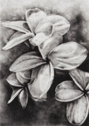 Frangipani by Joanna Webster at Oehme Graphics