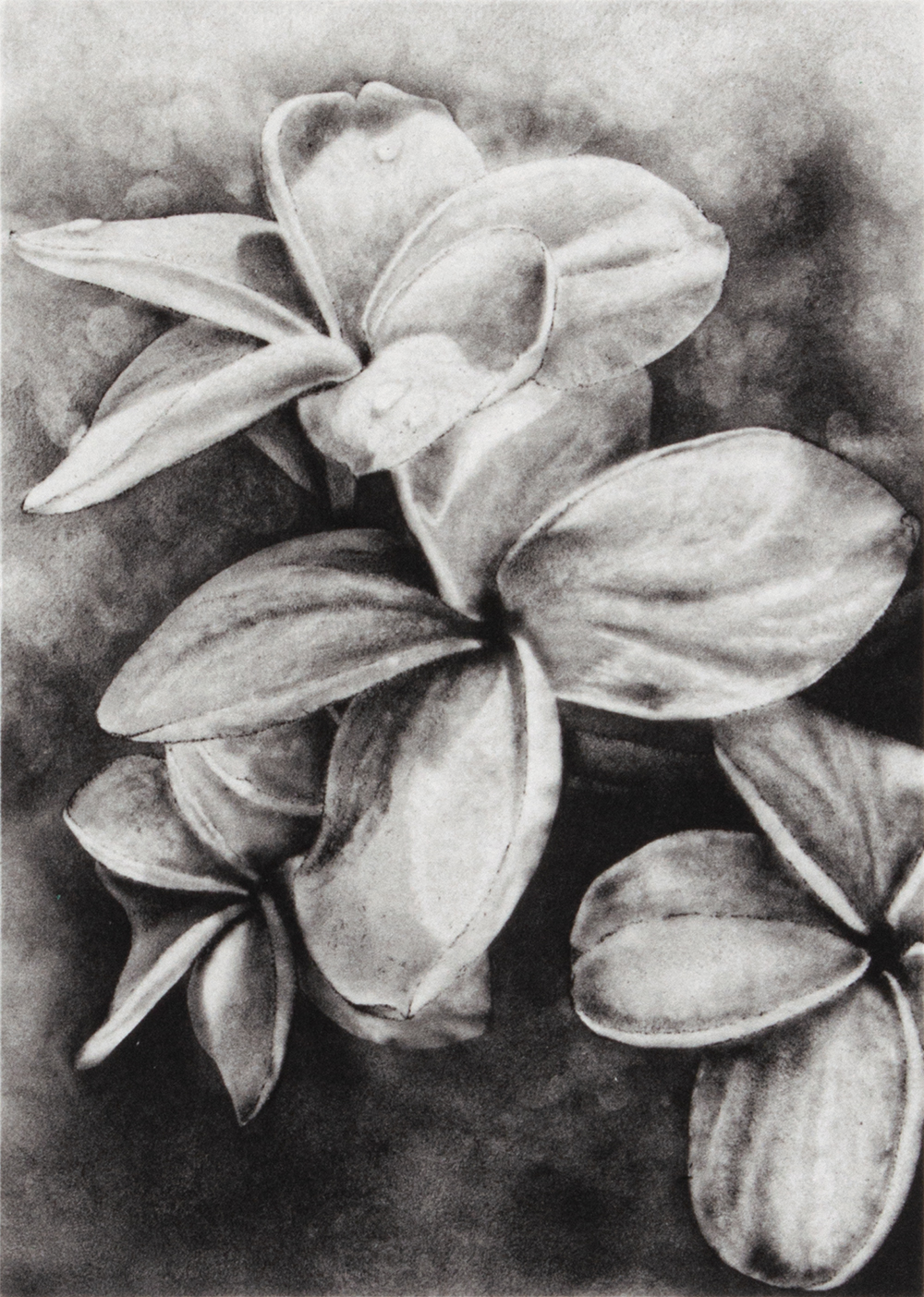 Frangipani by Joanna Webster