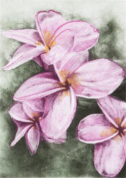 Frangipani by Joanna Webster at Oehme Graphics