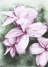 Frangipani by Joanna Webster at Oehme Graphics