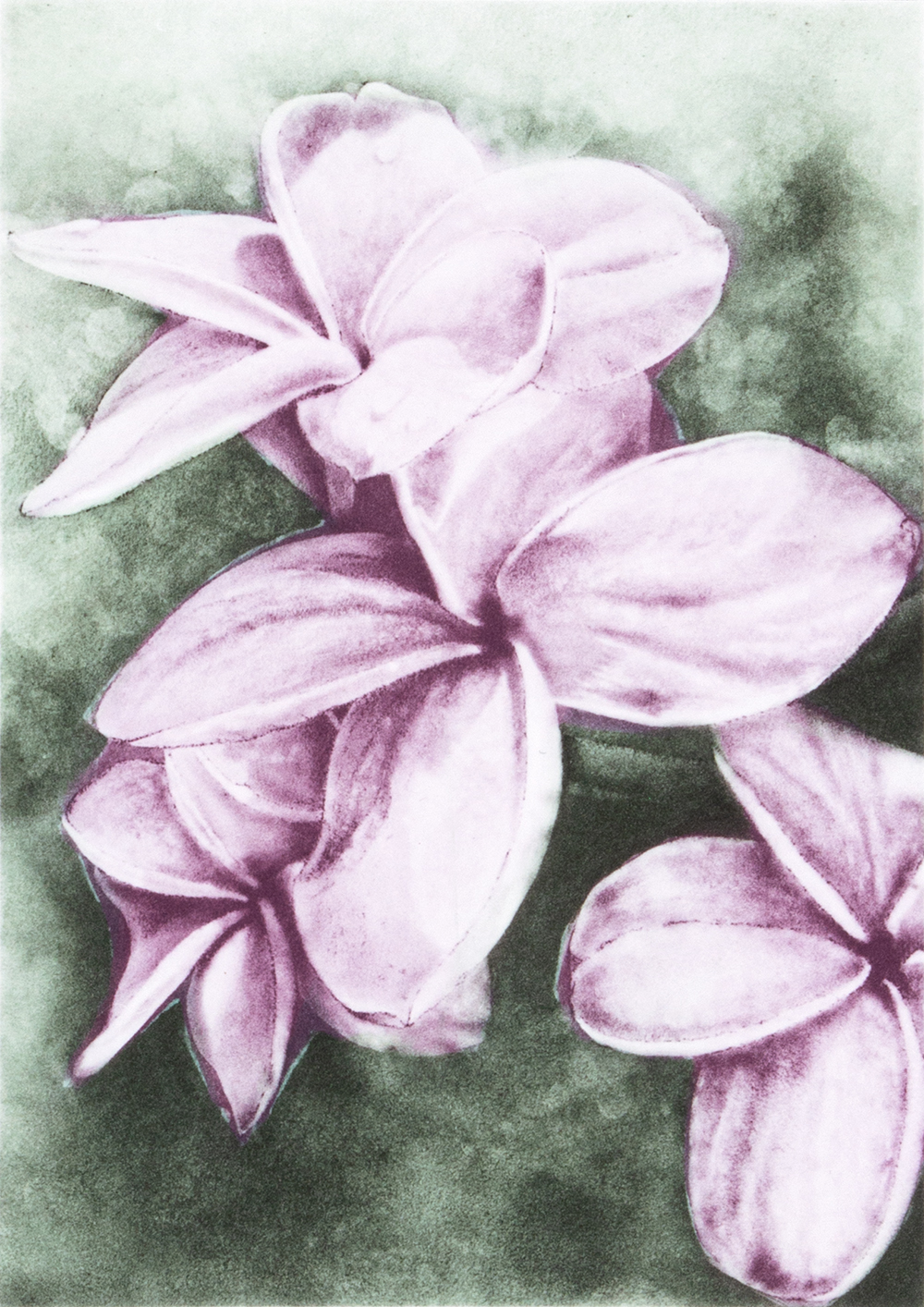 Frangipani by Joanna Webster