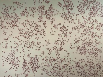 Red Ants from the Insects Portfolio by Ed Ruscha at Hamilton-Selway Fine Art