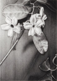 Stephanotis by Joanna Webster at Oehme Graphics