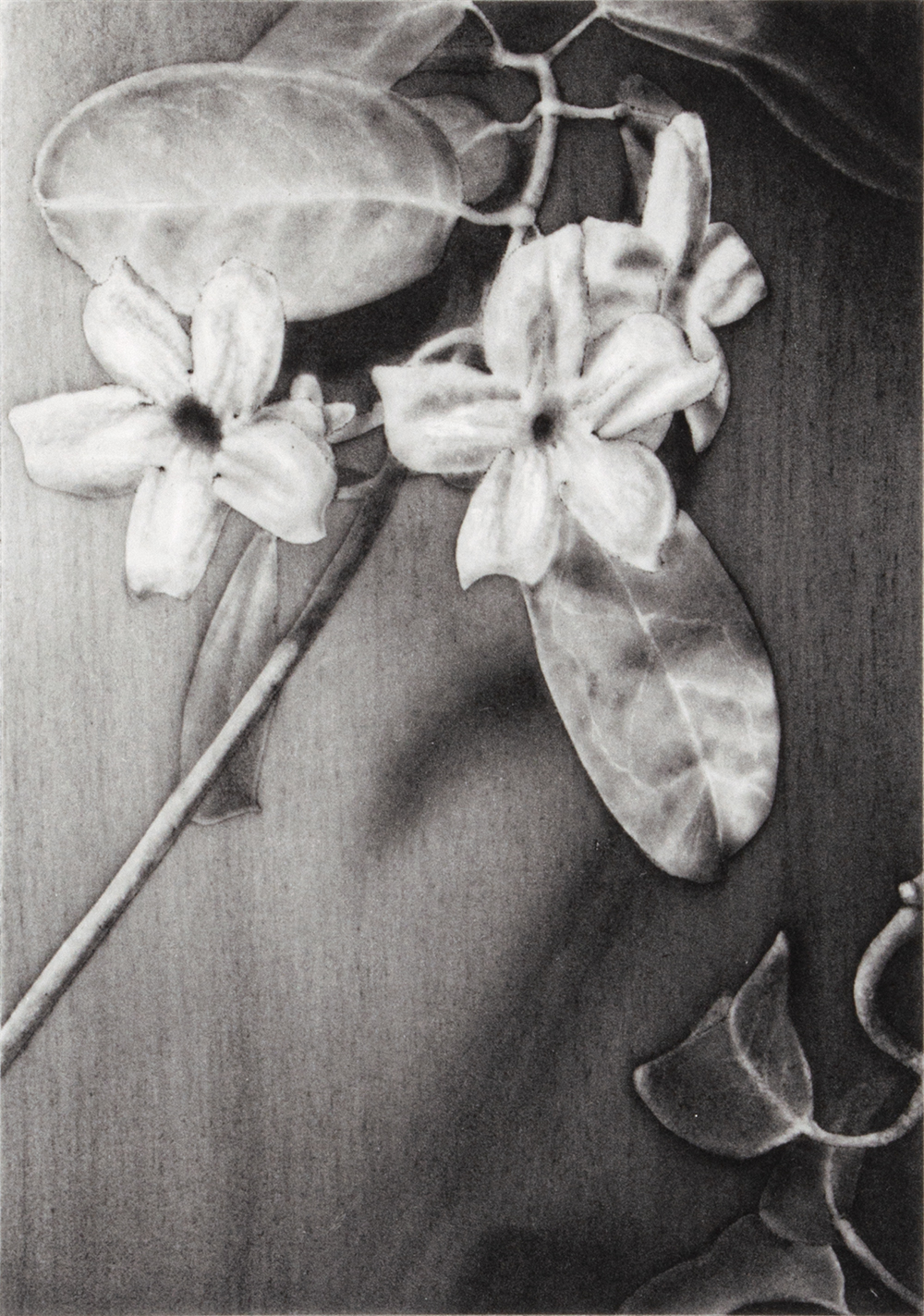 Stephanotis by Joanna Webster