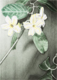 Stephanotis by Joanna Webster at Oehme Graphics