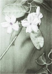 Stephanotis by Joanna Webster at Oehme Graphics