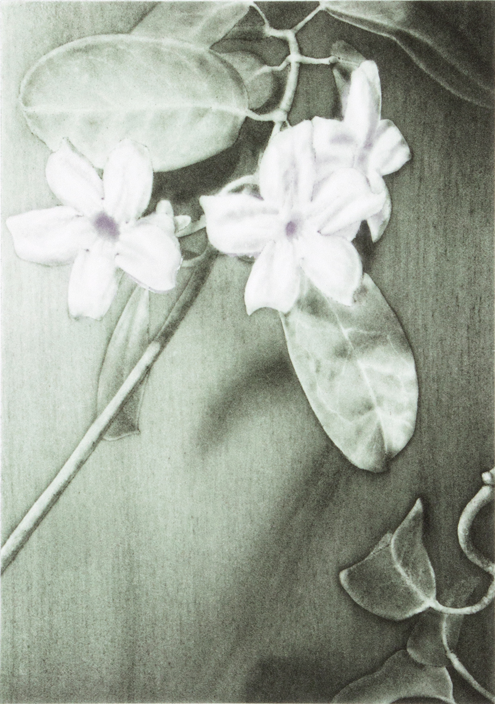 Stephanotis by Joanna Webster