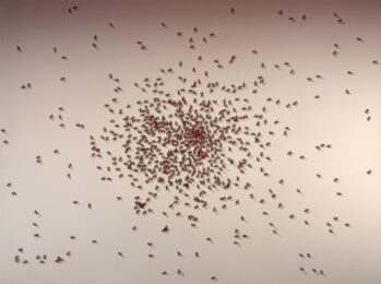 Swarm of Red Ants from the Insects Portfolio by Ed Ruscha at Hamilton-Selway Fine Art