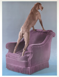 Overview by William Wegman at Vermillion Editions