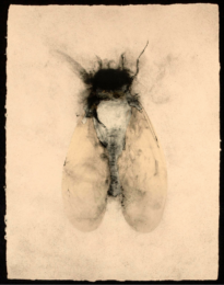 Footprints of the Voyage by Nancy Randall at Vermillion Editions
