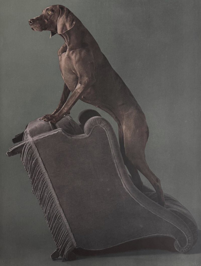 Armed Chair by William Wegman