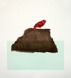 The Northern Cardinal (or Redbird) by Blaise Drummond at Michael Woolworth