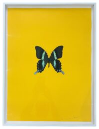 New Beginnings III [yellow] by Damien Hirst at Dellasposa