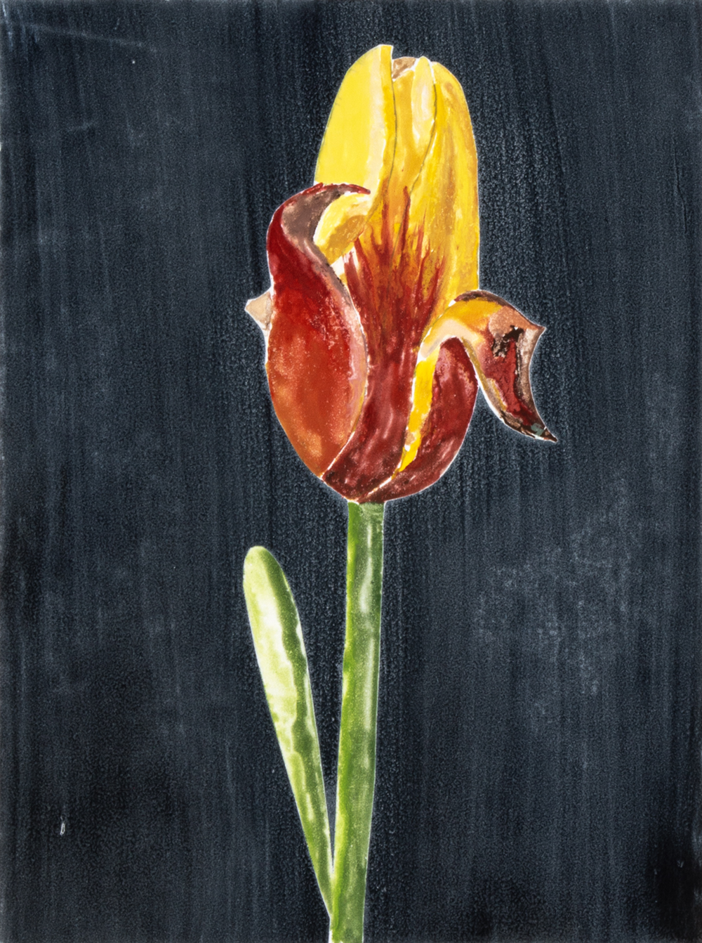 Red Tulip 1 by Sari Davidson