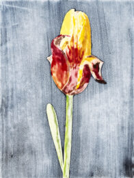 Red Tulip 2 by Sari Davidson at Oehme Graphics