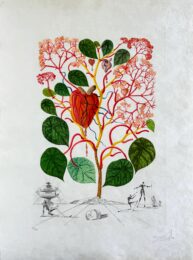 Begonia (Anacardium recordans) by Salvador Dalí at Epicentrum Art Gallery