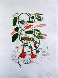 Cobea (Pisum sensuale) (Cobaea) by Salvador Dalí at Epicentrum Art Gallery