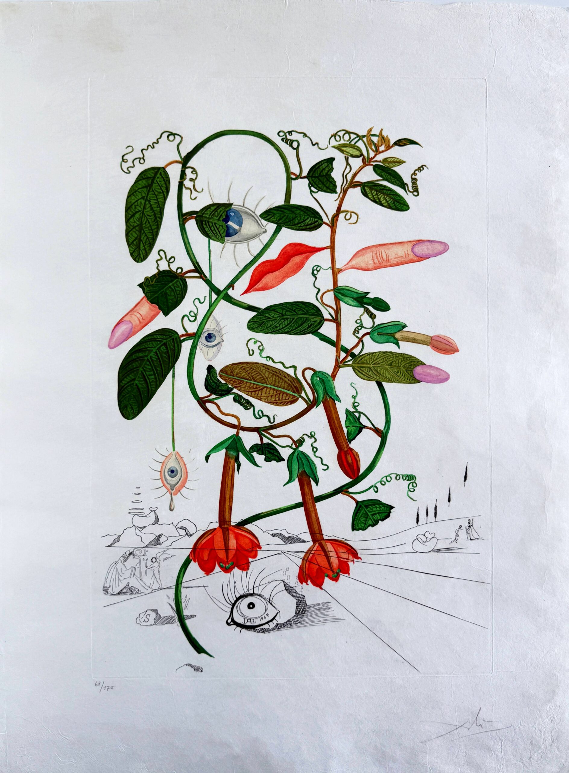 Cobea (Pisum sensuale) (Cobaea) by Salvador Dalí