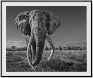 Space For Giants by David Yarrow at Dellasposa