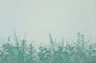 plants by Tokuro Sakamoto at KIDO Press