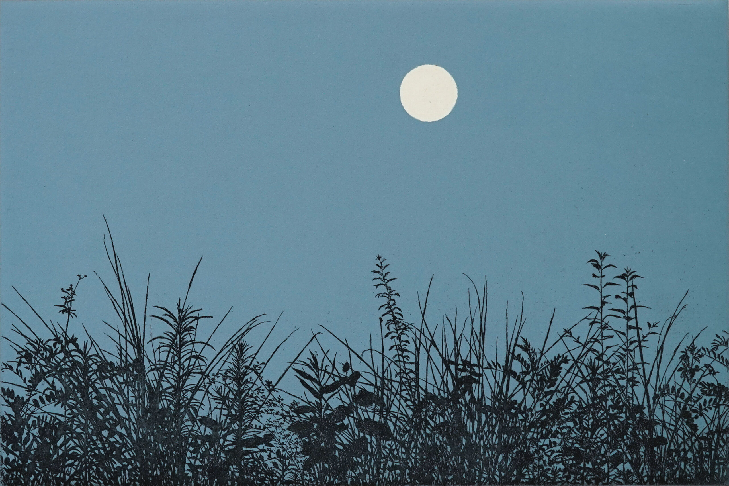 plants by Tokuro Sakamoto